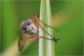 <p>ČÍHALKA OBECNÁ (Rhagio scolopaceus) ---- Gemeine Schnepfenfliege/</p>